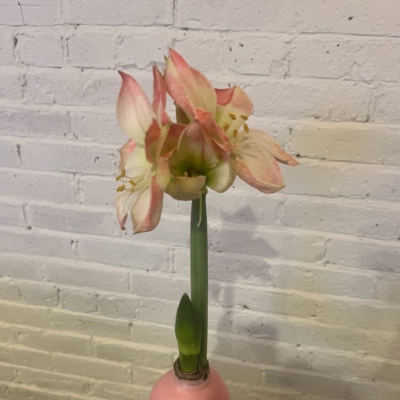 caraand19